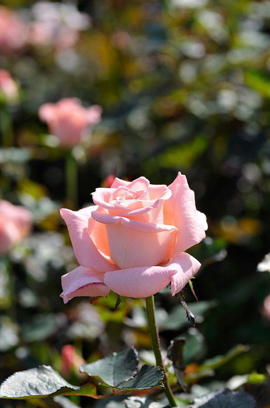 image0249