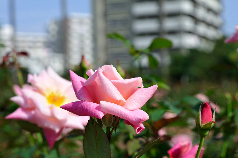 image0251