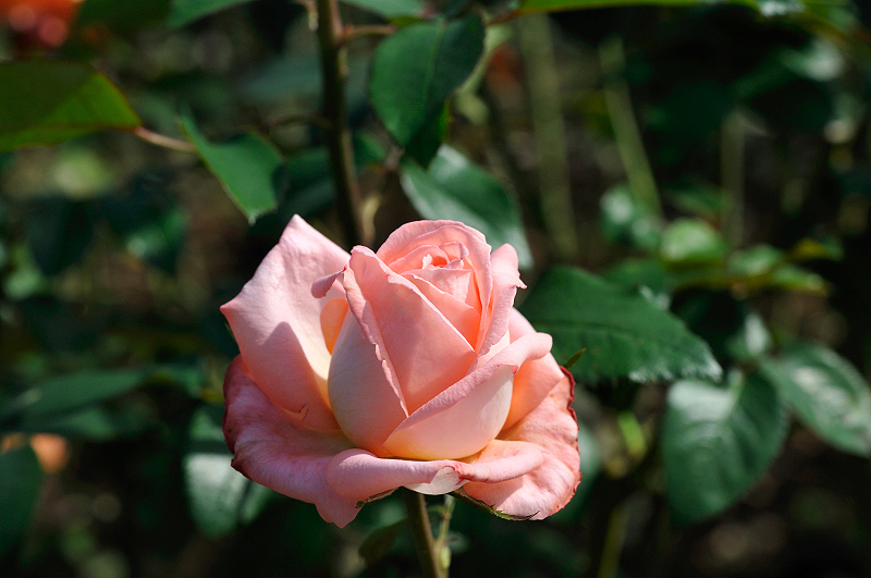 image0252