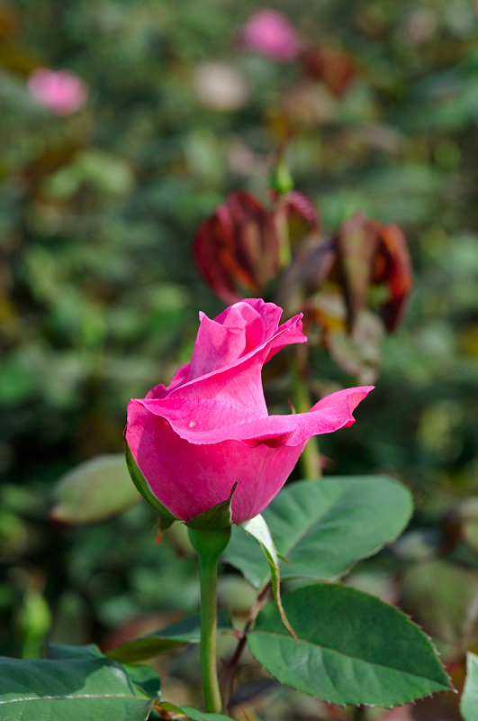 image0253