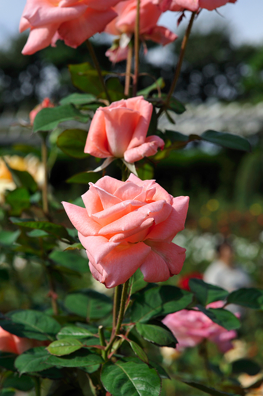 image0256
