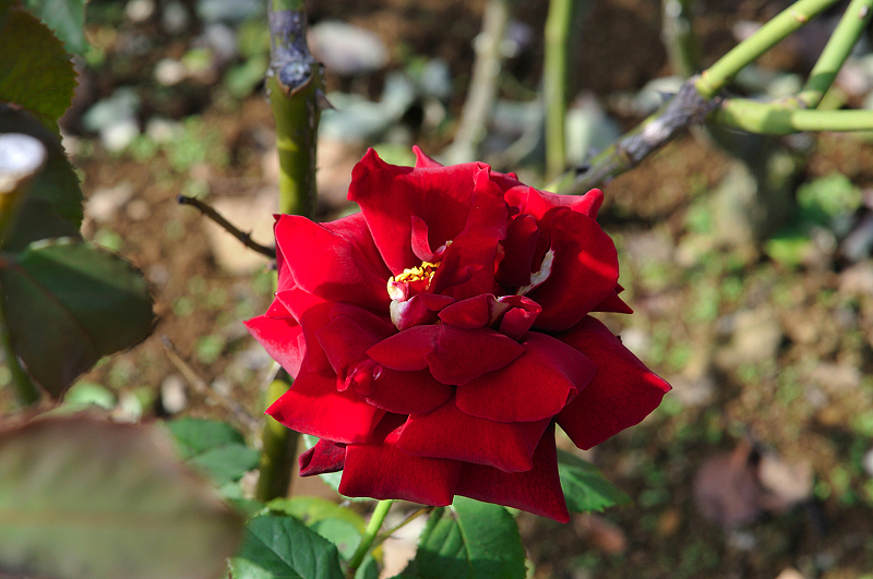 image0257