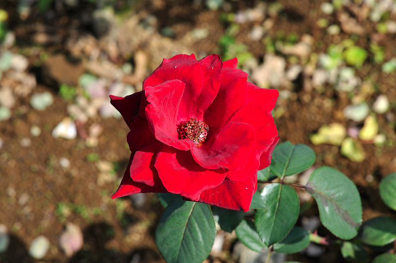 image0258