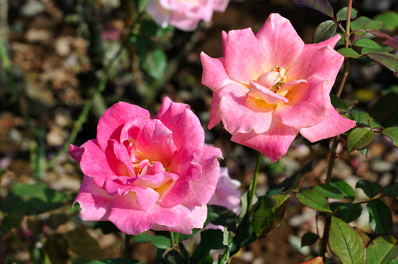 image0259