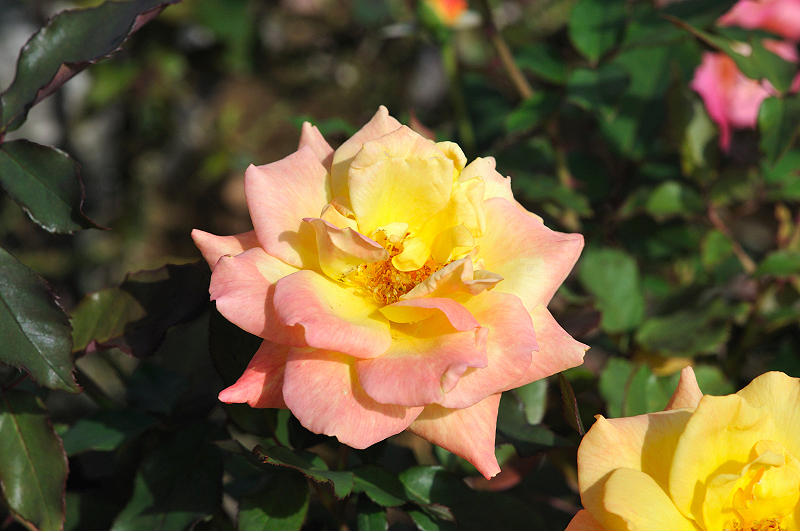 image0260