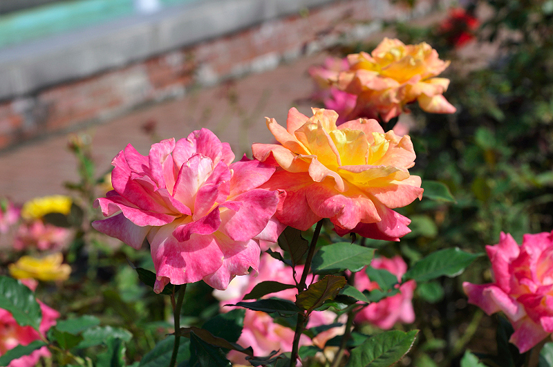 image0262
