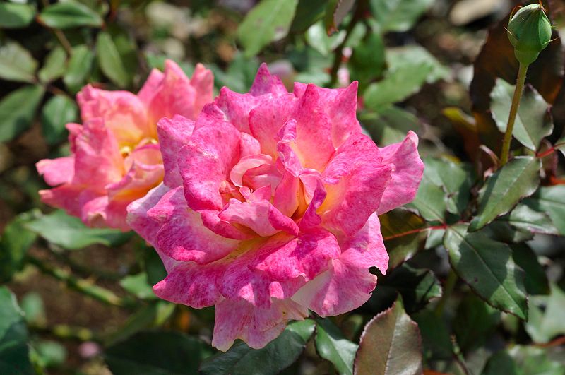 image0264