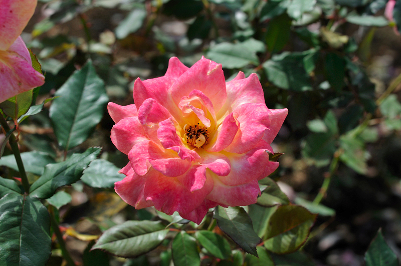 image0265