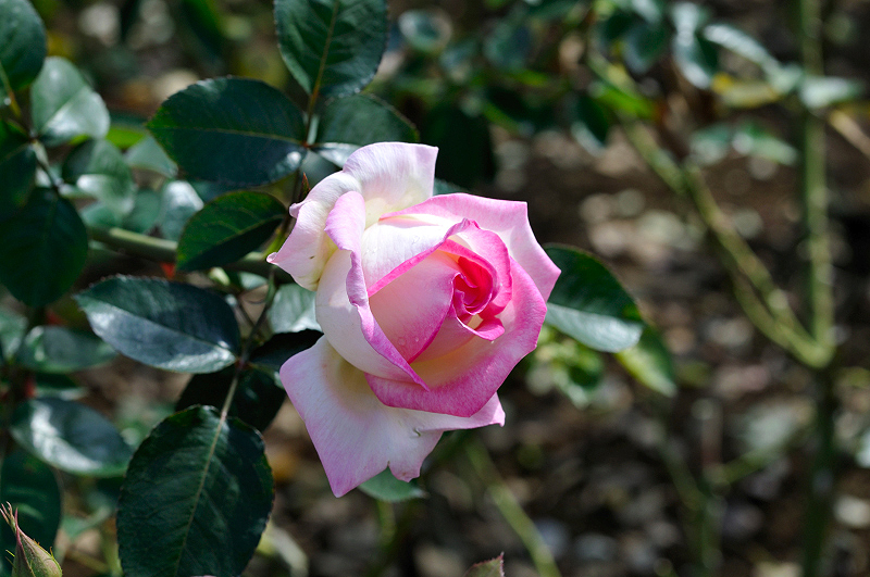 image0266