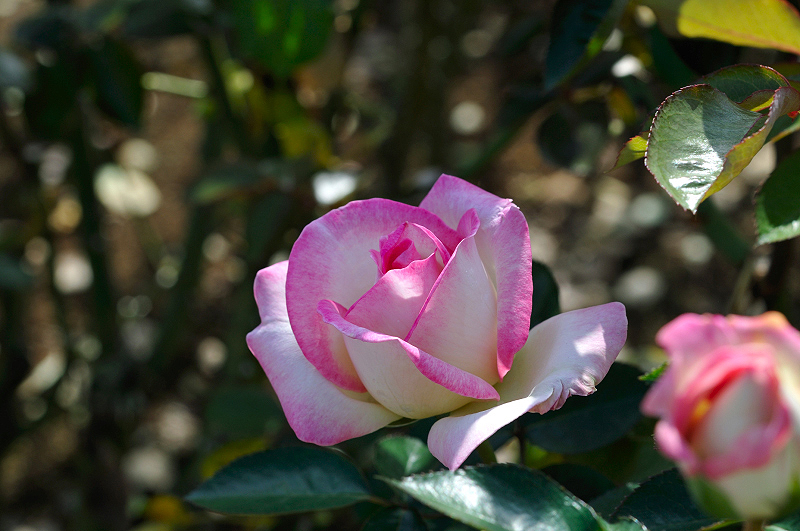 image0268