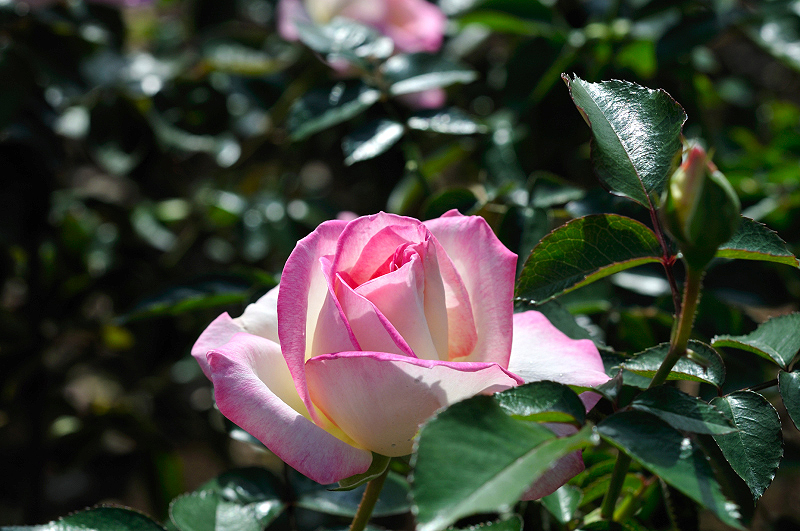image0269