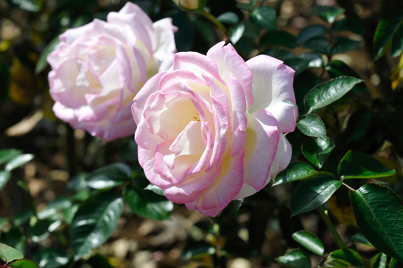image0270