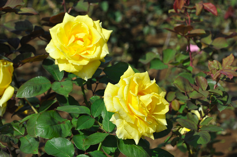 image0273