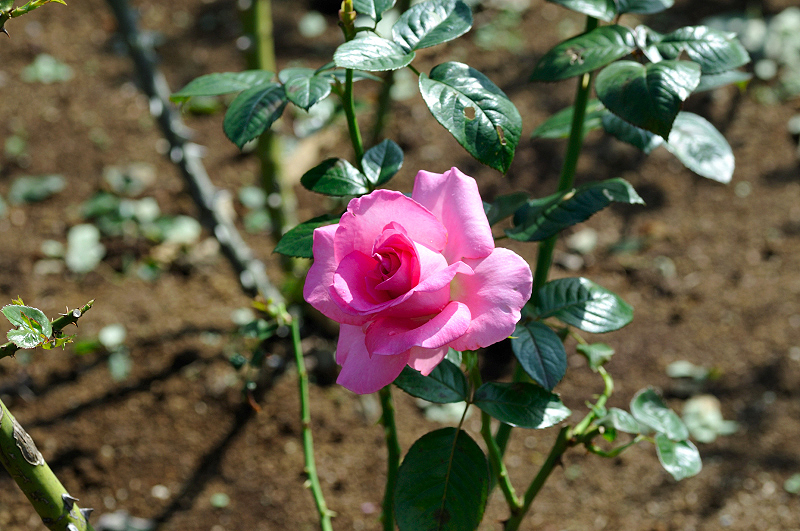 image0274