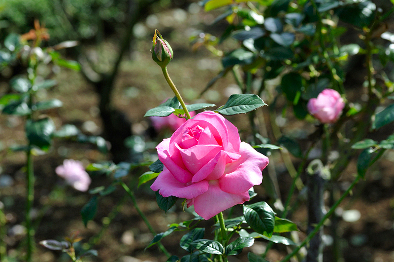 image0276