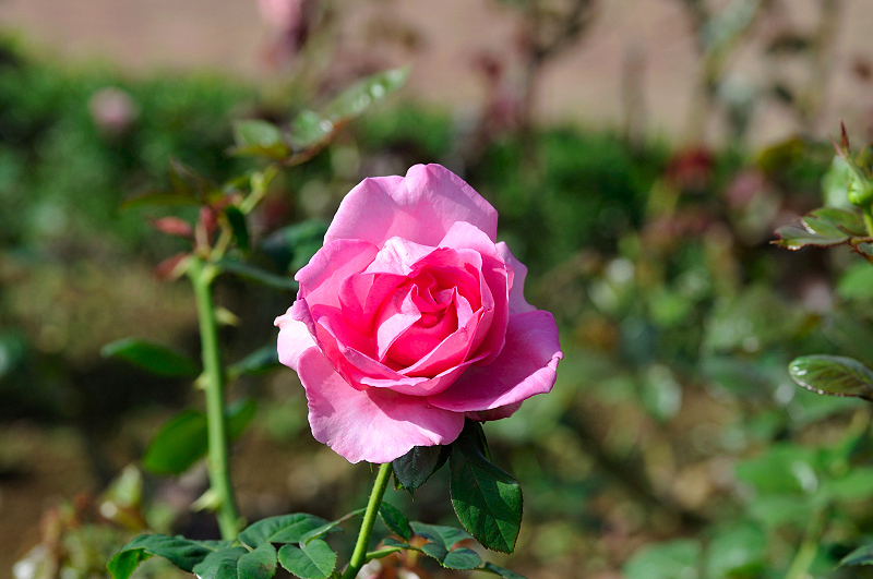 image0277