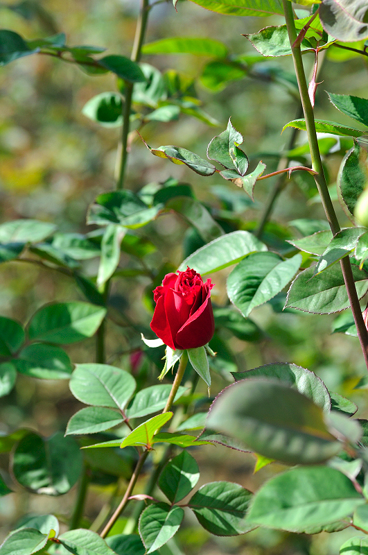 image0278
