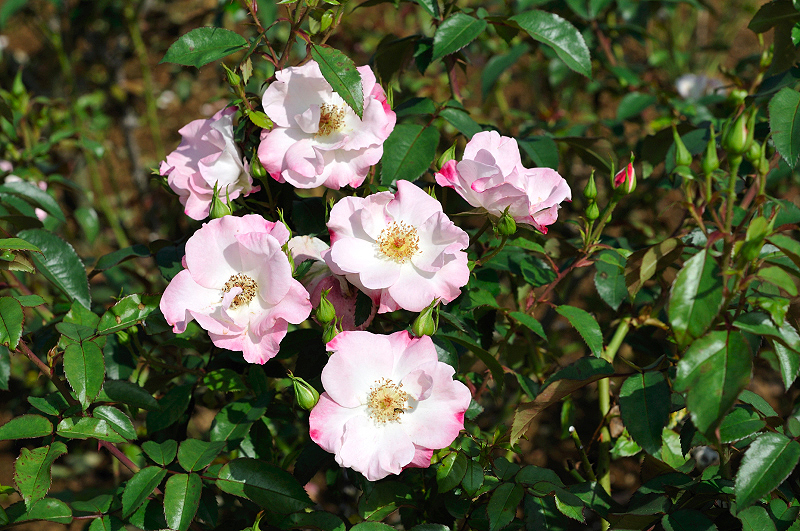 image0283