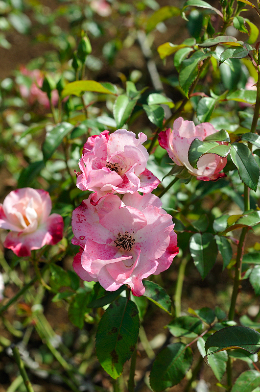 image0284