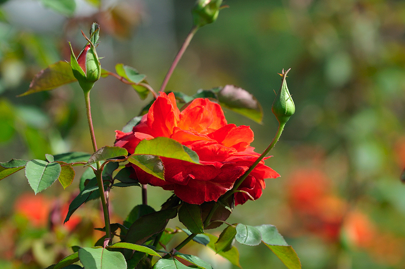 image0286