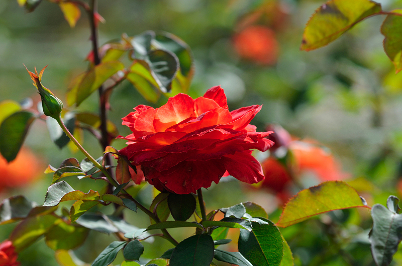 image0288