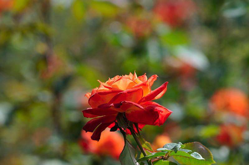 image0290