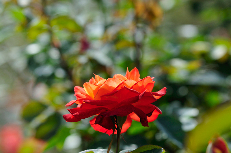 image0291