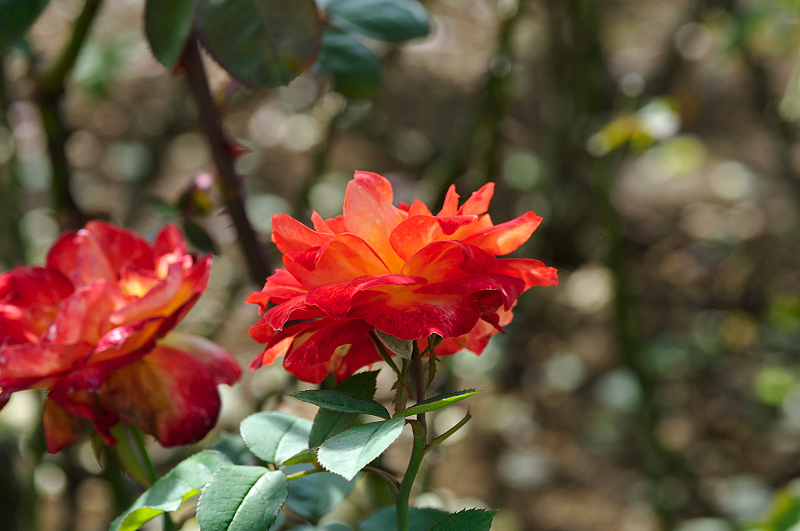 image0292