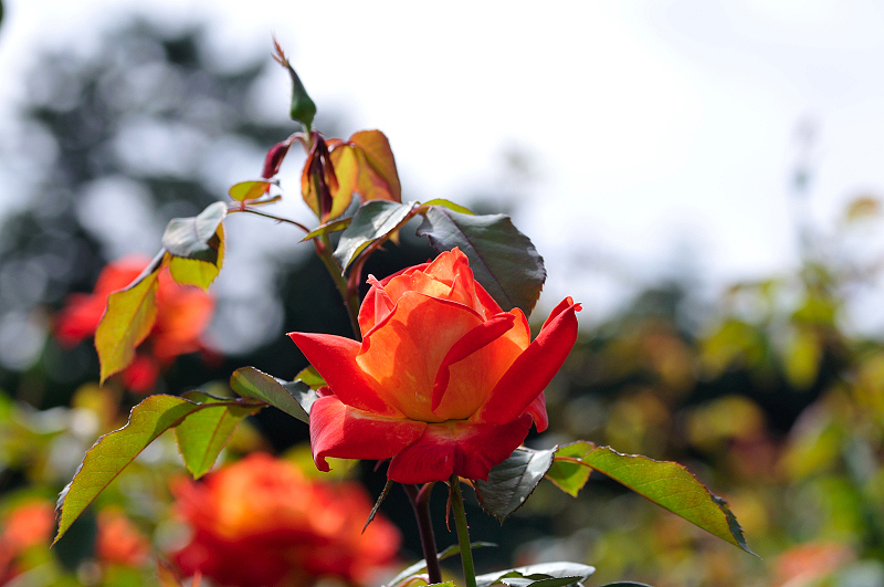 image0293