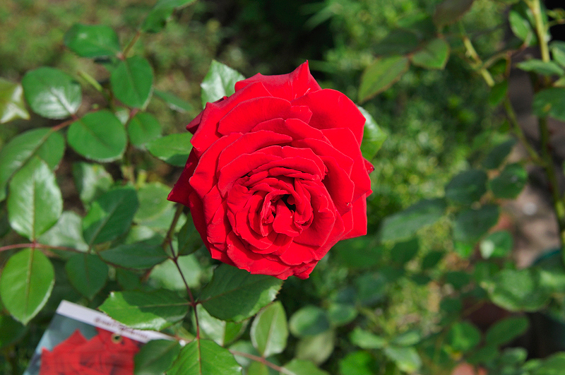 image0295