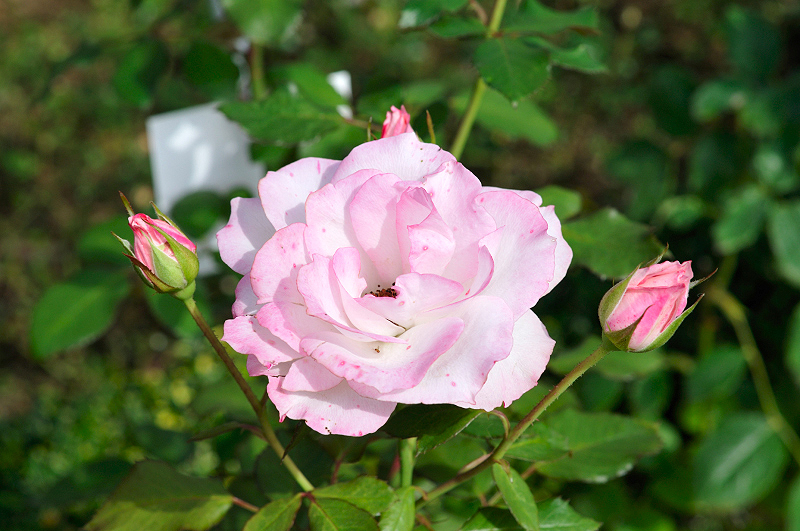 image0296