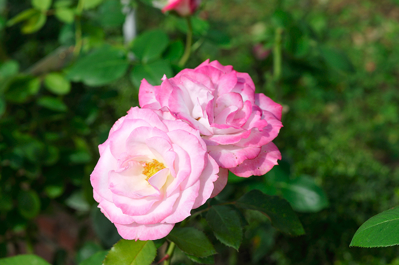 image0297
