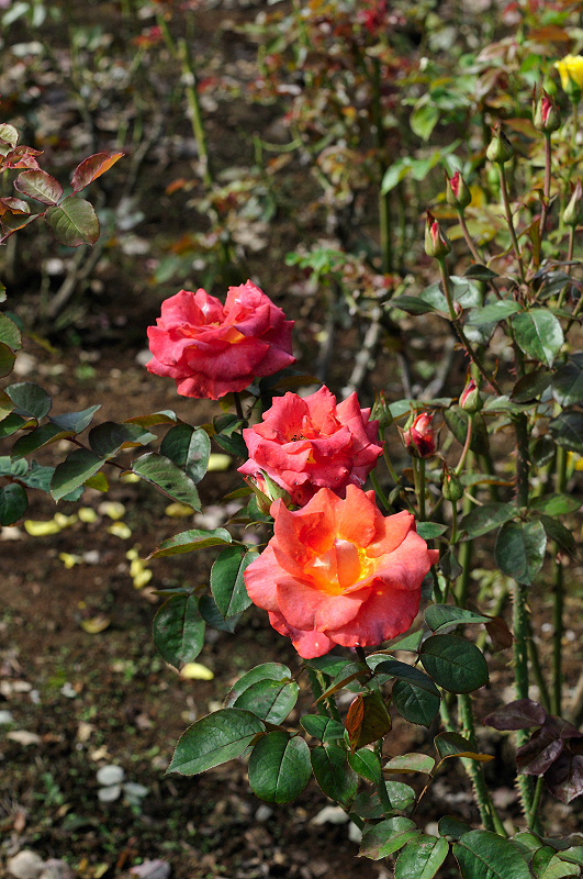 image0300