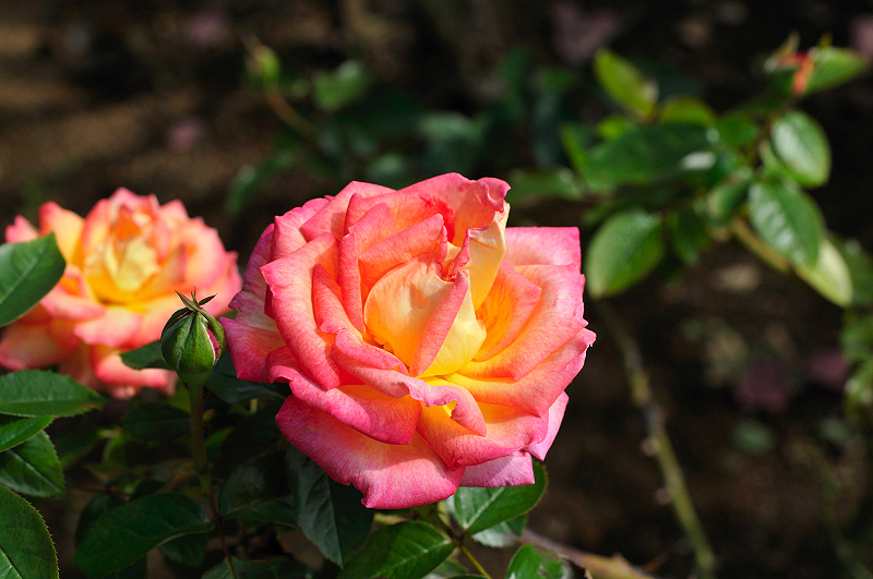 image0308