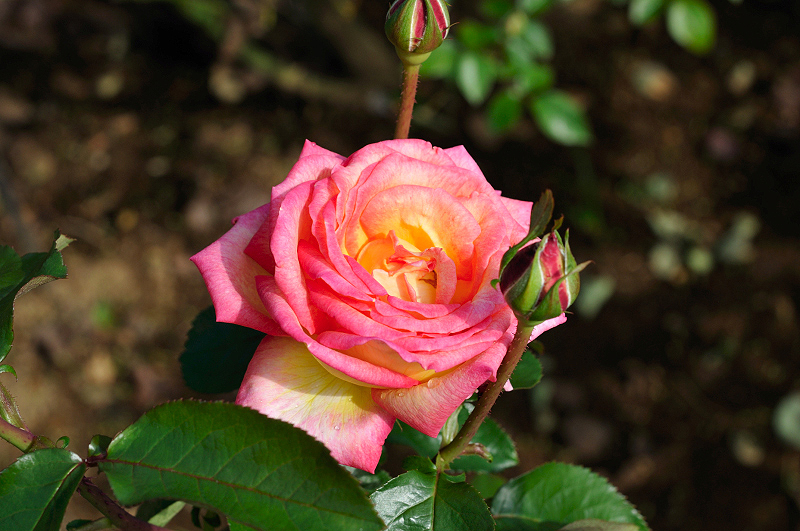 image0309