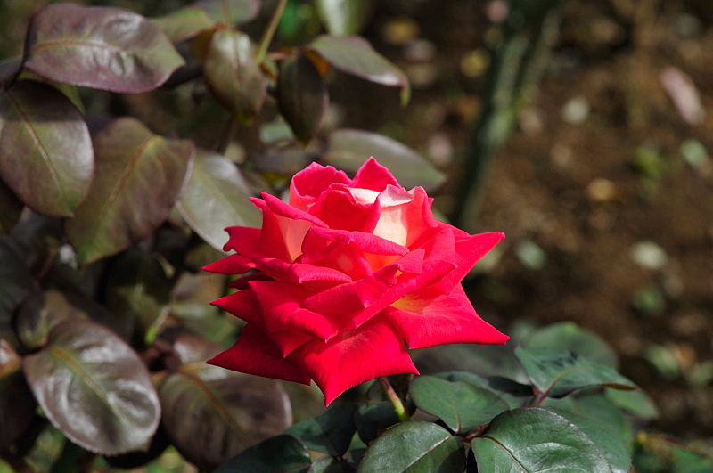 image0312