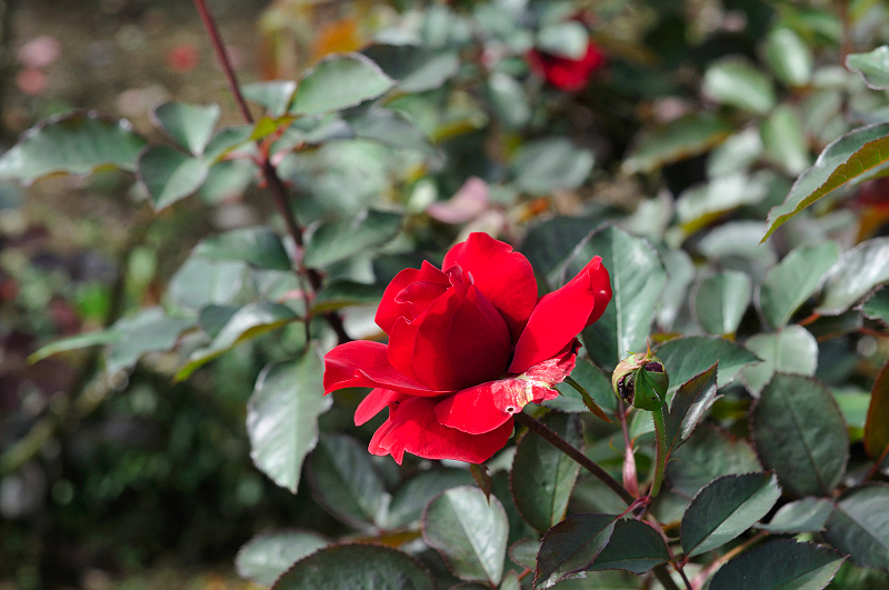 image0315