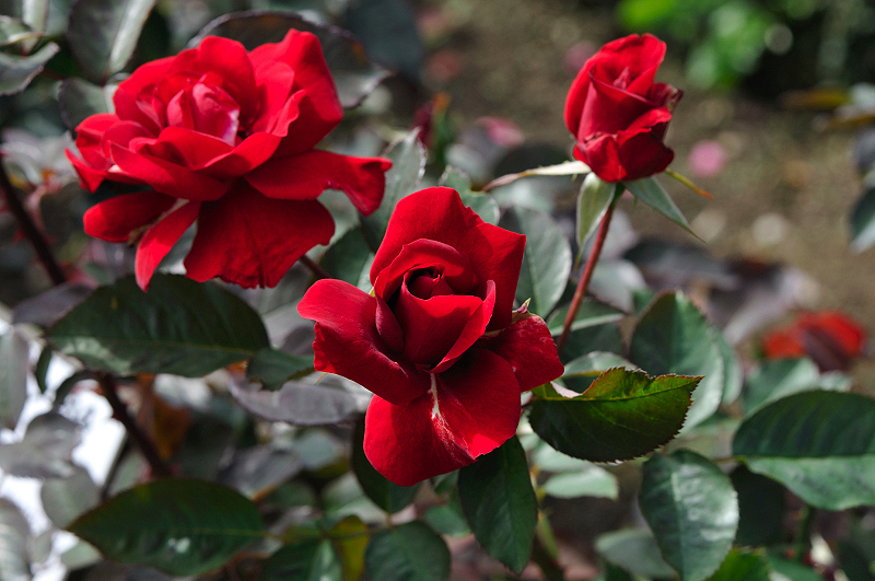 image0317