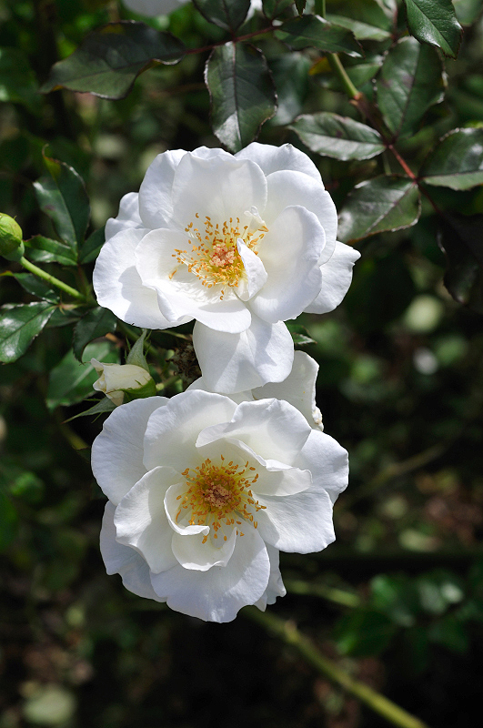 image0322