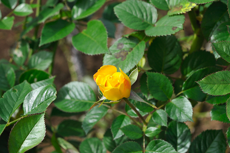 image0332