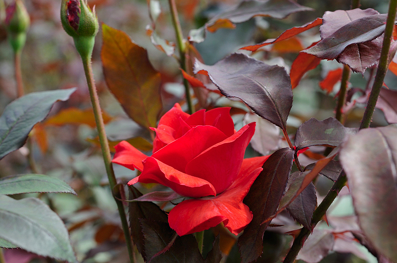 image0334
