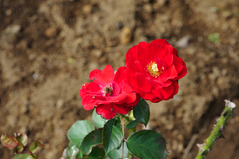 image0335