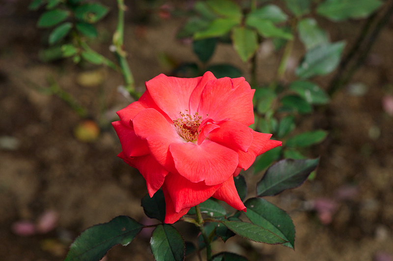 image0336