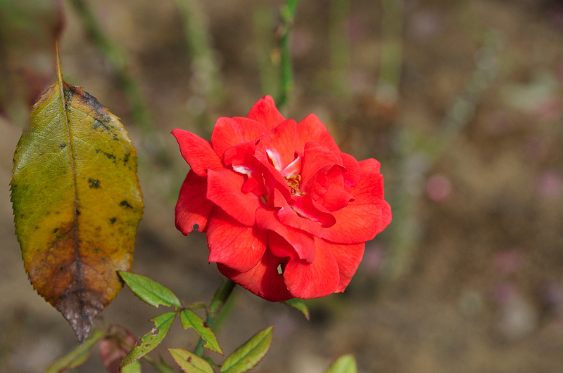image0337