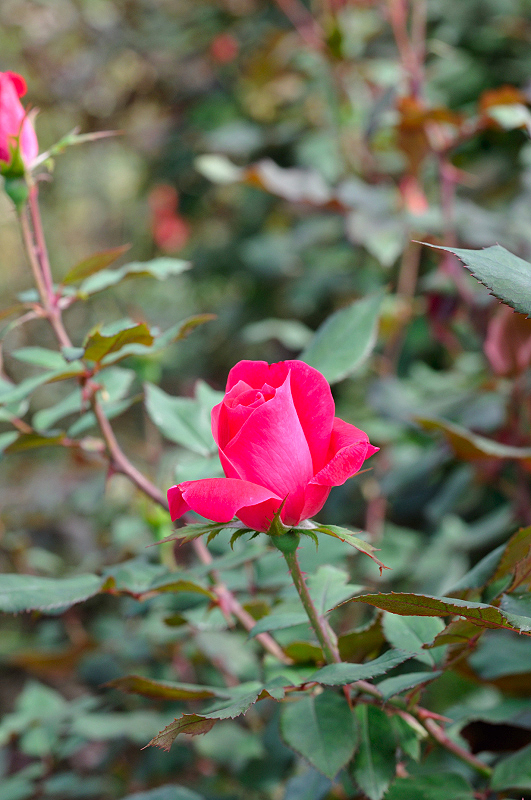 image0338