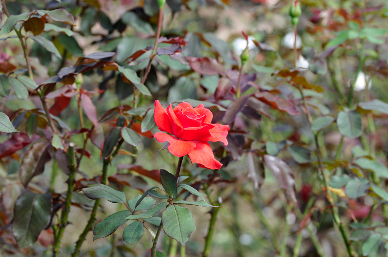 image0339