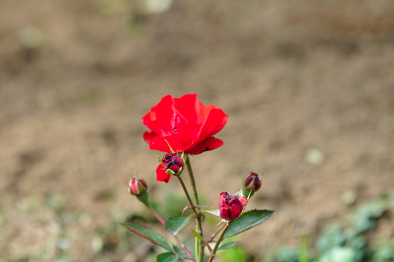 image0342