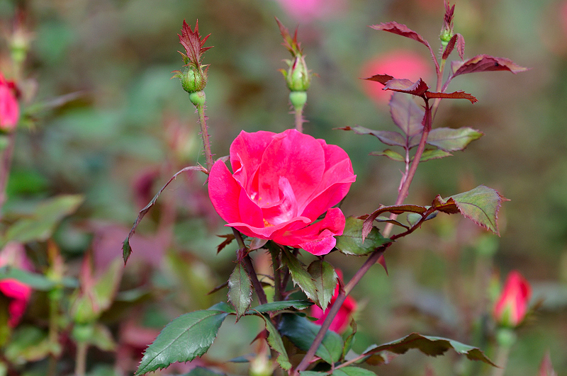 image0343