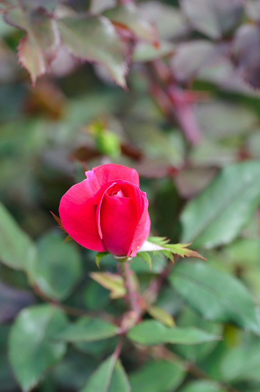 image0344