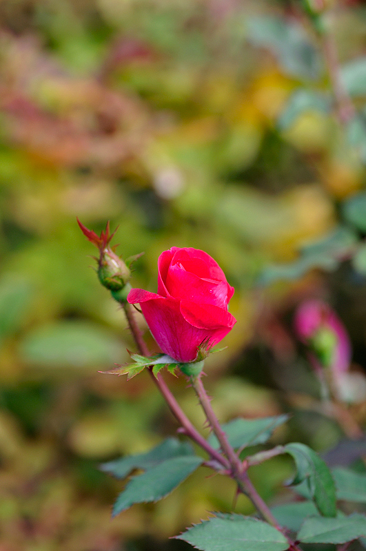 image0345